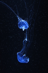 流星群