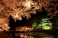 高田城夜桜