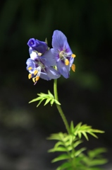 名を知らぬ花Ⅰ