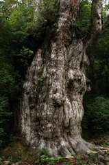 縄文杉