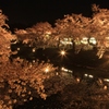 夜桜を愛でる