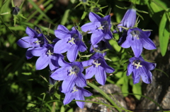 名を知らぬ花Ⅱ