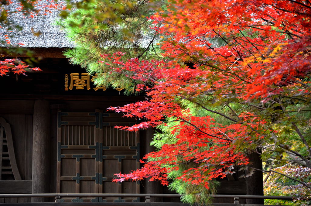 山門と紅葉