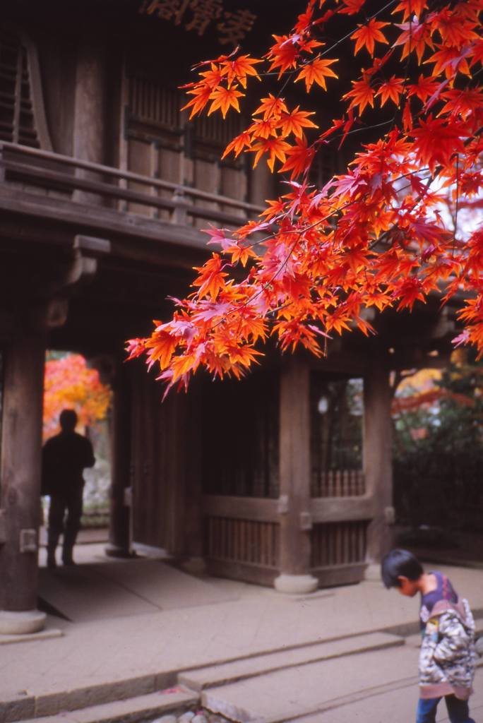 紅葉