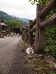 寝る子と書いて猫と読む