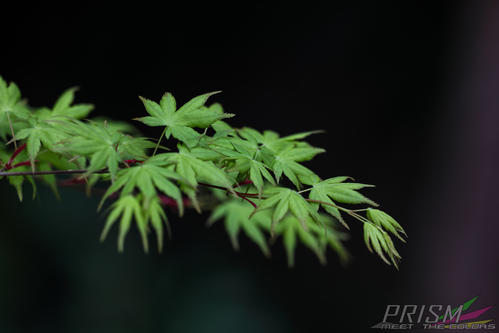 hI5D_4565p