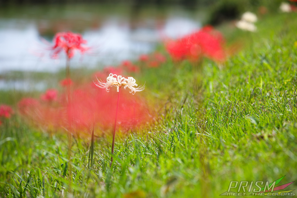 hI5D_8486p
