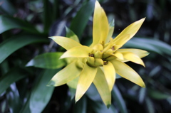 牧野植物園11