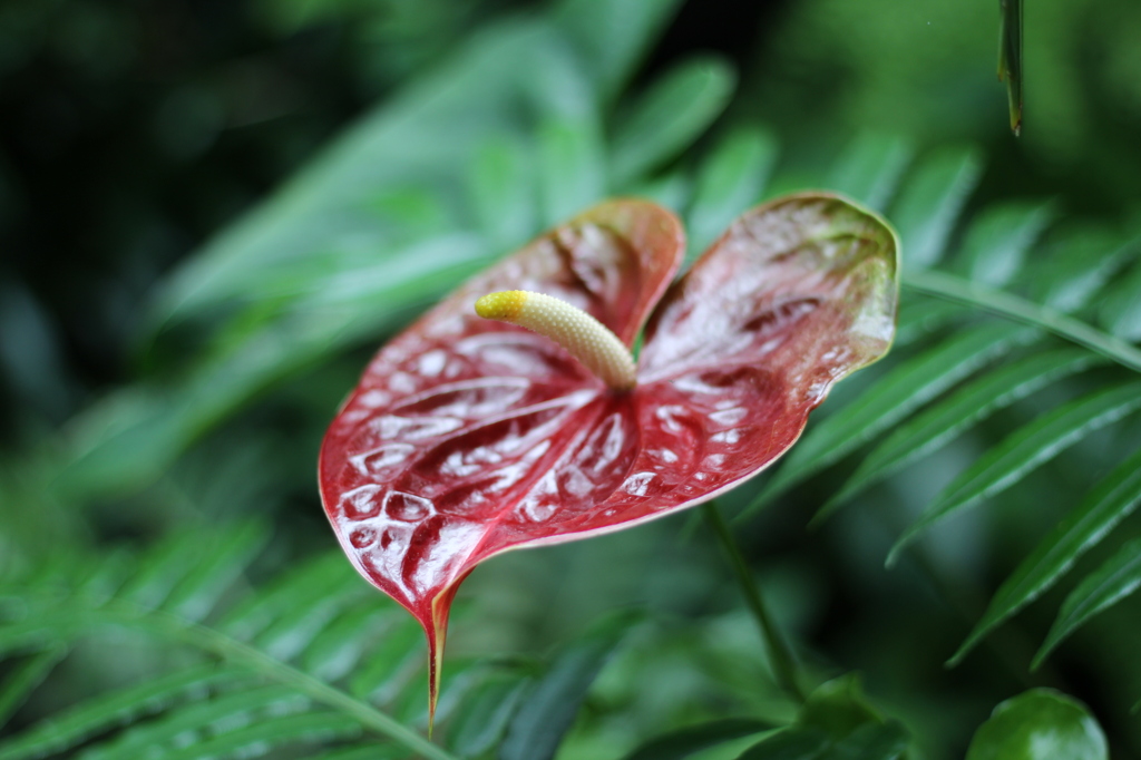 牧野植物園10
