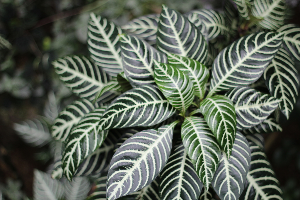 牧野植物園6