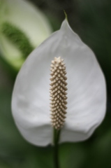 牧野植物園8