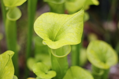 牧野植物園12