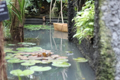 牧野植物園9