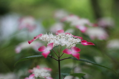 牧野植物園13