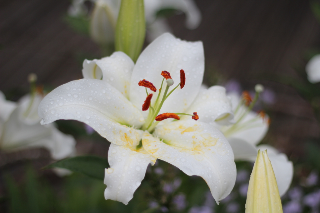 牧野植物園2
