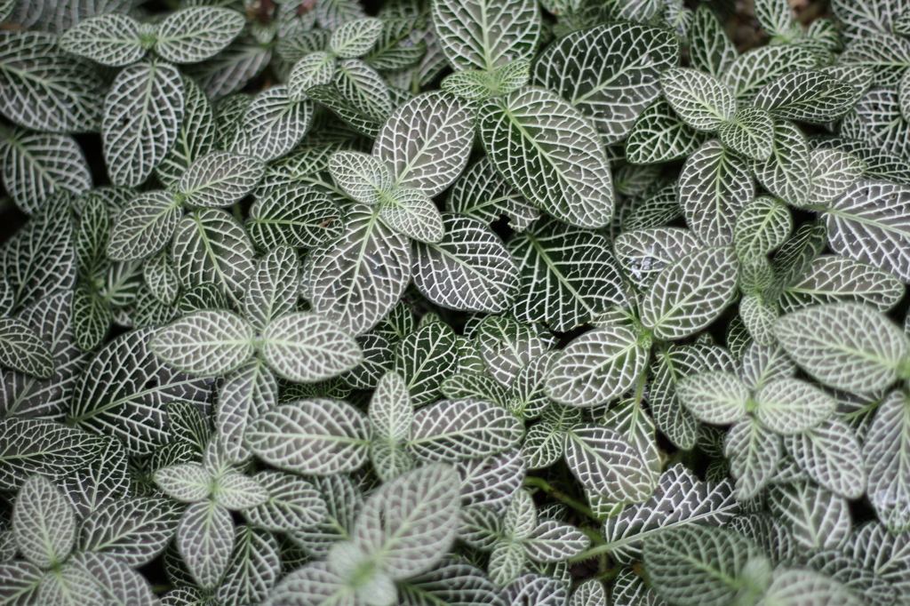 牧野植物園7