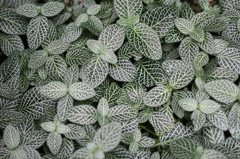 牧野植物園7