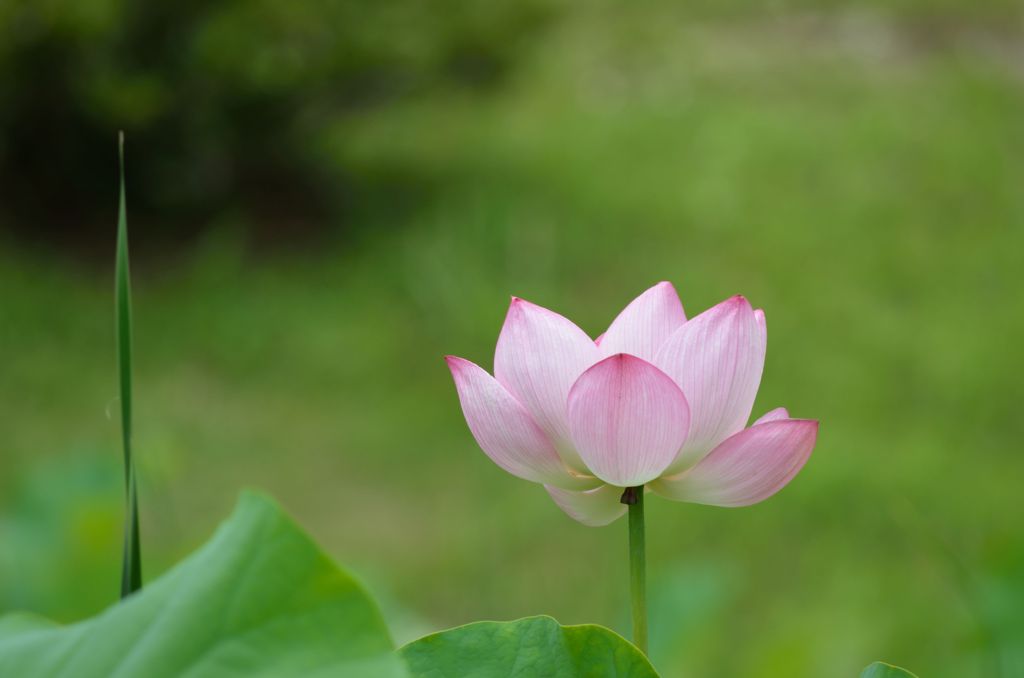 背ぇ比べ