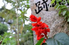 近所の緑道にて