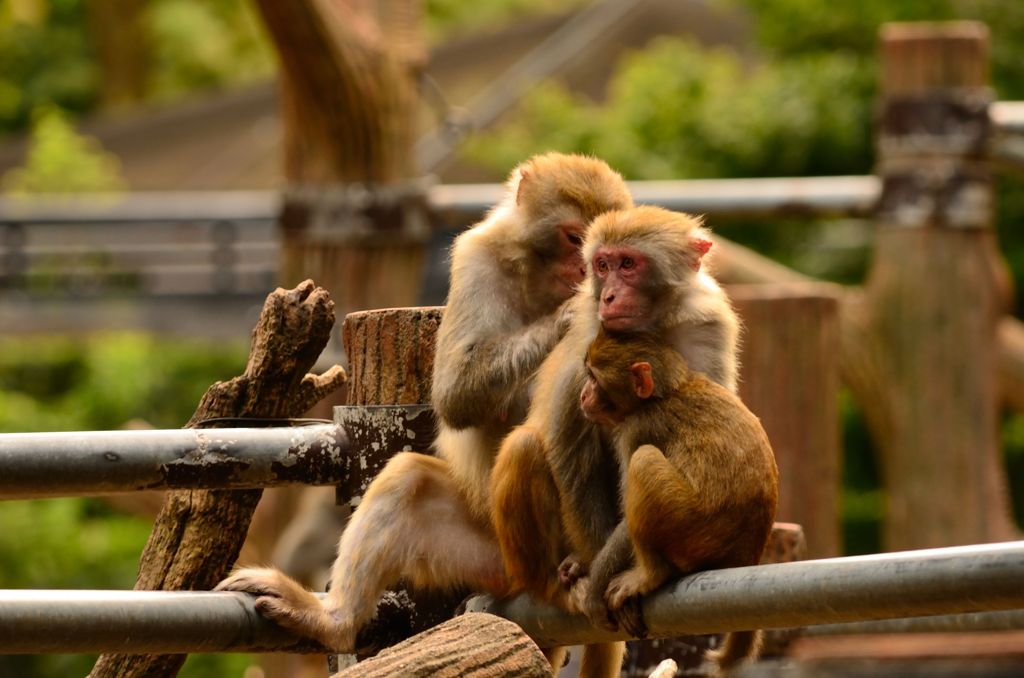 アカゲザル3人衆