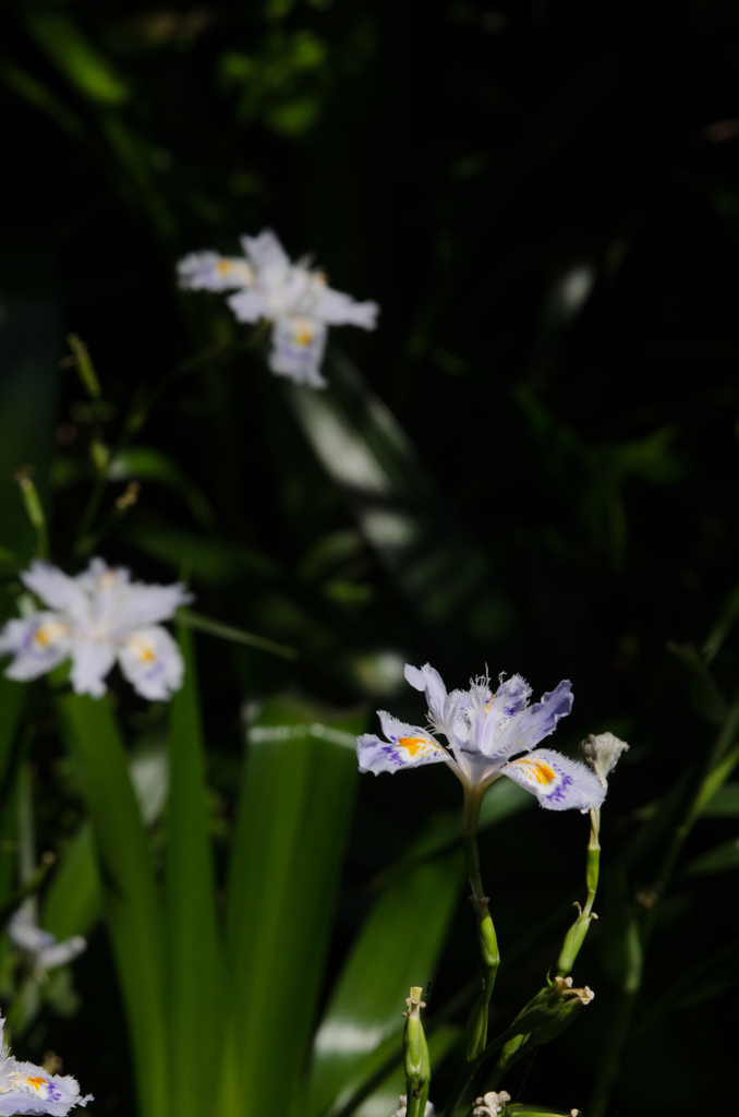 DSC_0273