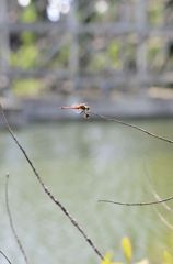 _DSC0036