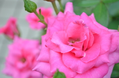 ちょっとしおれかけてるけど・・・