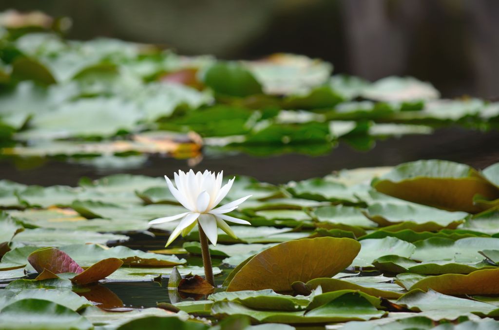 一輪の花