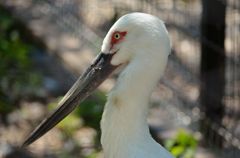 ニホンコウノトリ