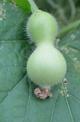 ボン・キュッ・ボン・フキュゥ・・・