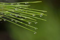 雨の名残