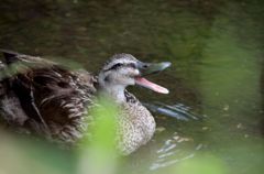 鴨は仲間を呼んだ!