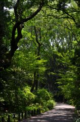 日の当たる場所