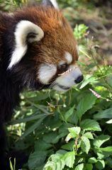 _DSC0595