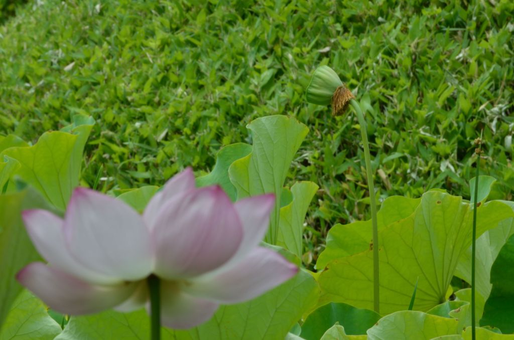 悲哀