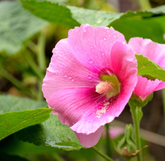 雨上がりと花粉と