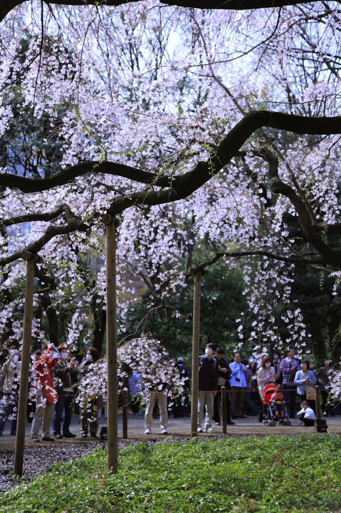 六義園