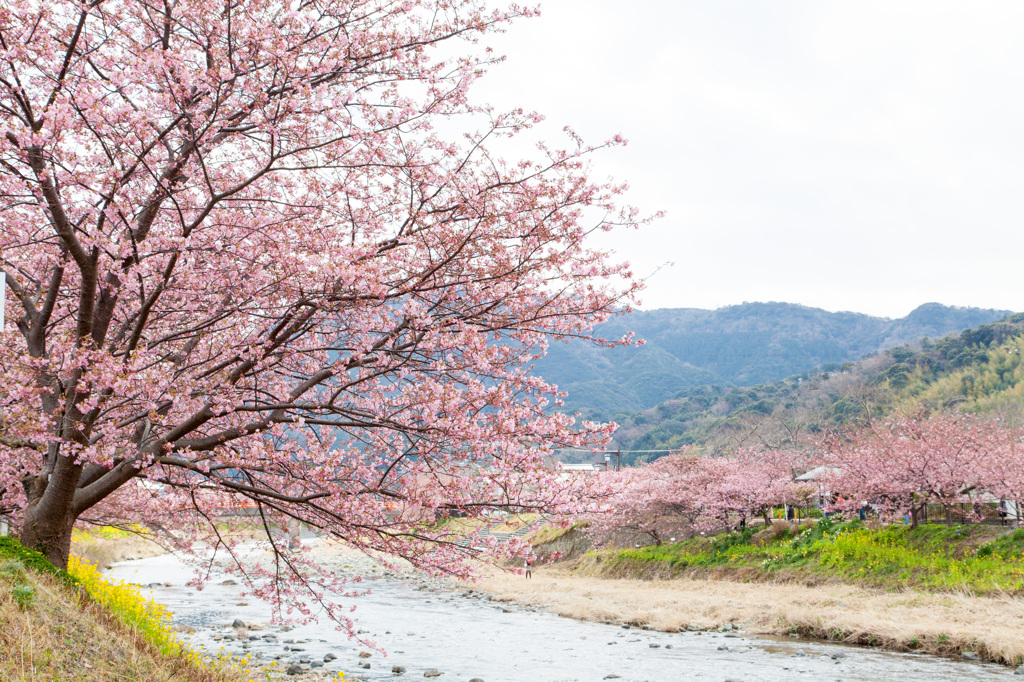 河津桜