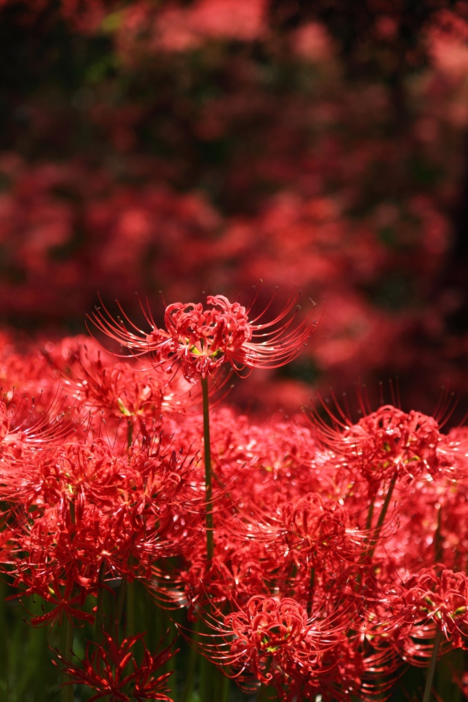 曼珠沙華