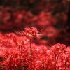 曼珠沙華