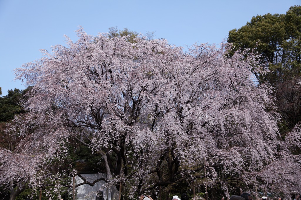 六義園