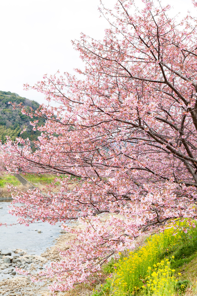 河津桜