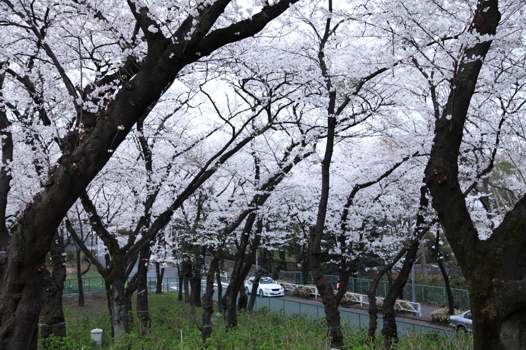 三ツ沢公園