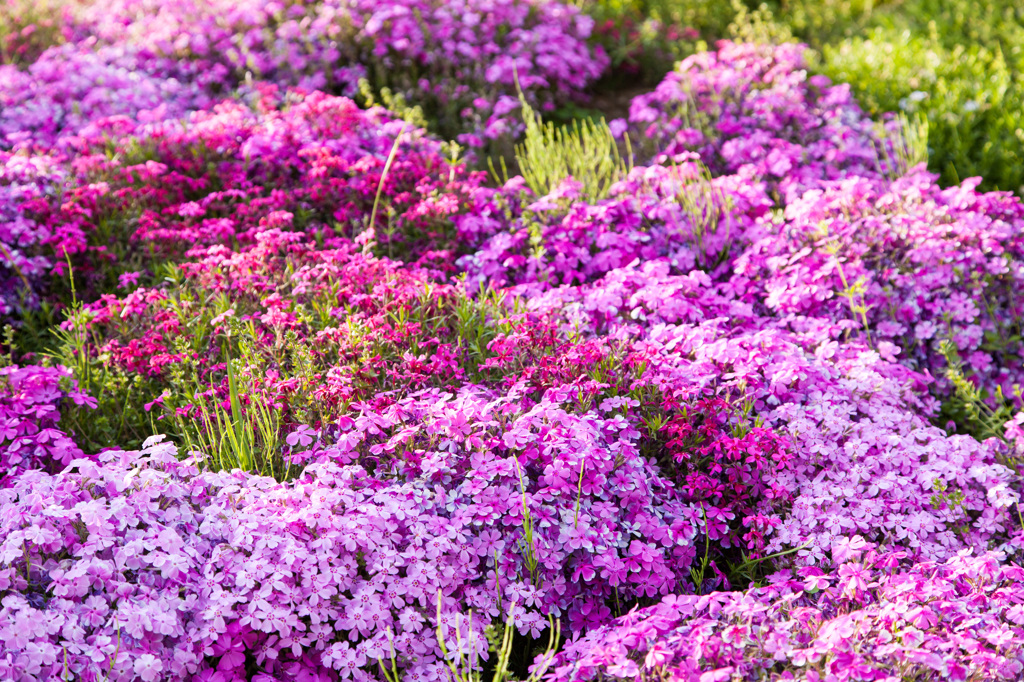 芝桜