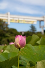 千葉公園の大賀ハス