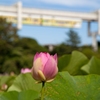 千葉公園の大賀ハス