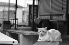 猫