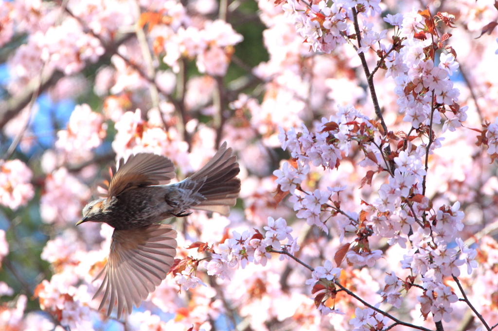 ヒヨ桜の舞