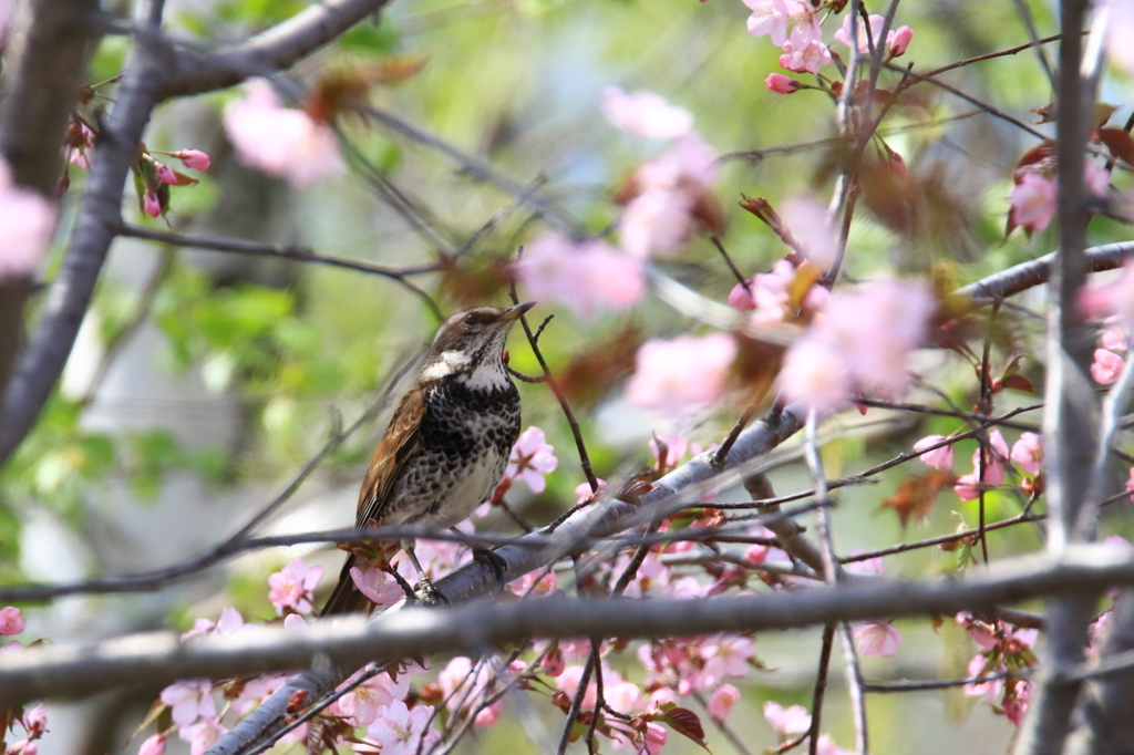 ツグミ桜(*^^*)