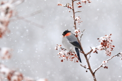 粉雪